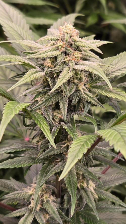 Sundae Frost Auto. Week 6