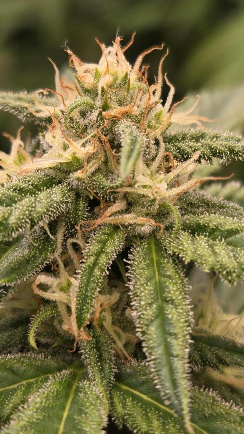 Sundae Frost Auto. Week 6