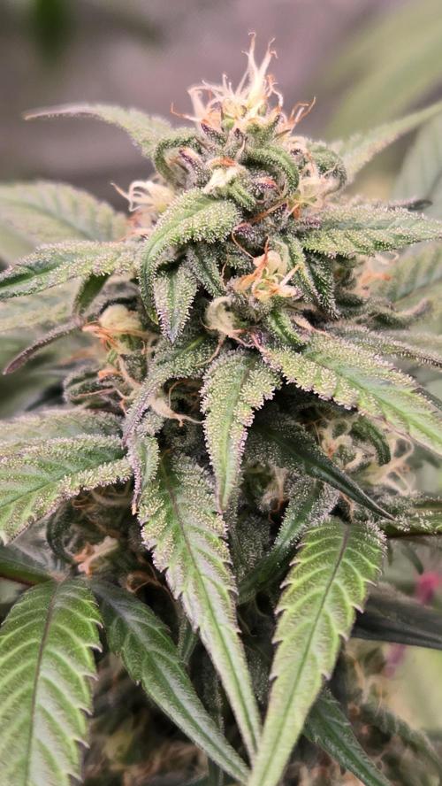 Sundae Frost Auto. Week 6