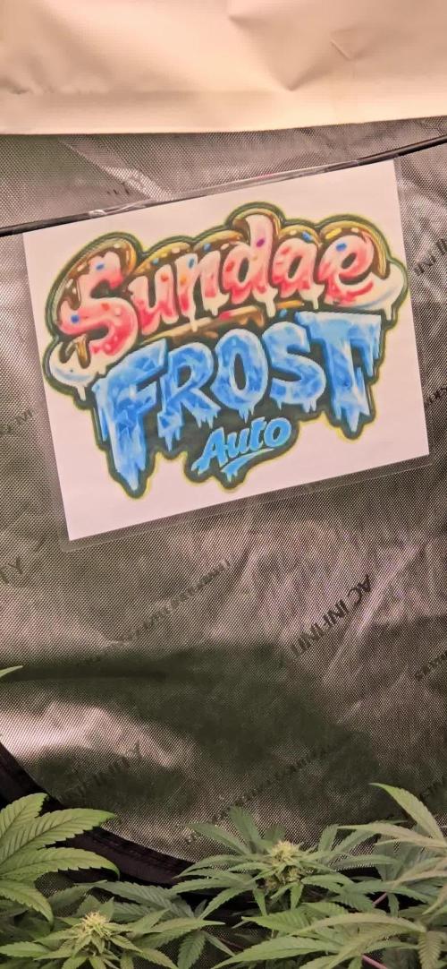 Sundae Frost Auto
