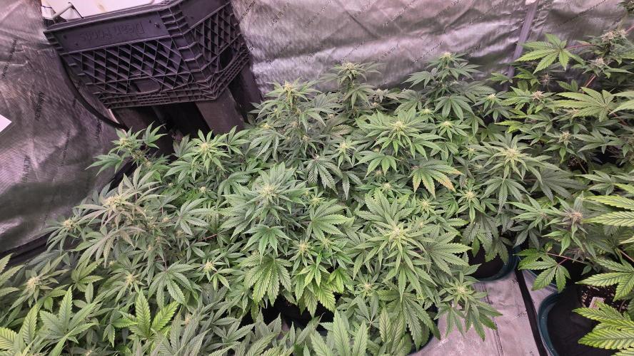 MangoFrostAuto. Week 6