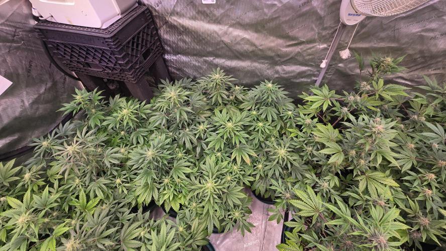 MangoFrostAuto. Week 6