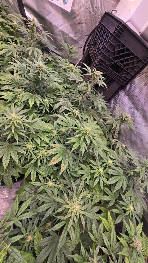 MangoFrostAuto. Week 6