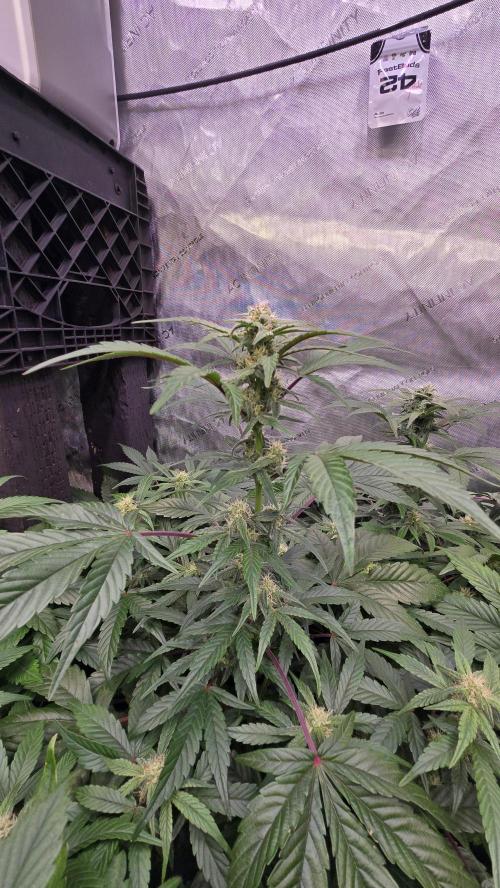 MangoFrostAuto. Week 6