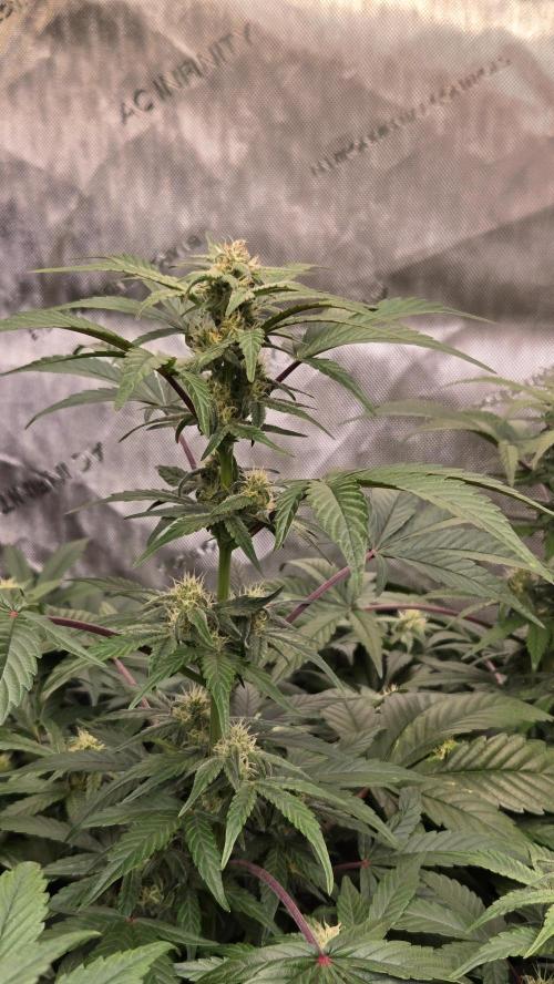 MangoFrostAuto. Week 6