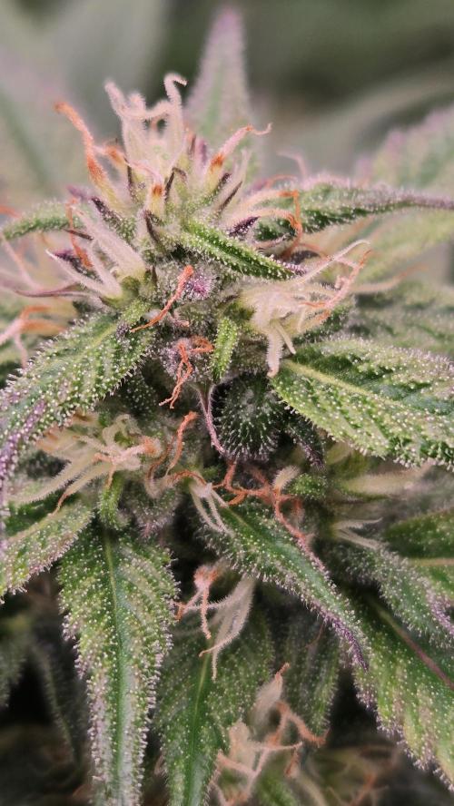 MangoFrostAuto. Week 6