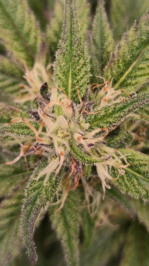 MangoFrostAuto. Week 6
