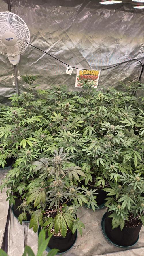 LemonCherrySundaeAuto. Week 6