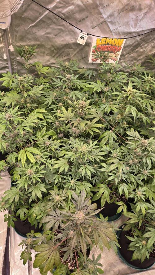 LemonCherrySundaeAuto. Week 6