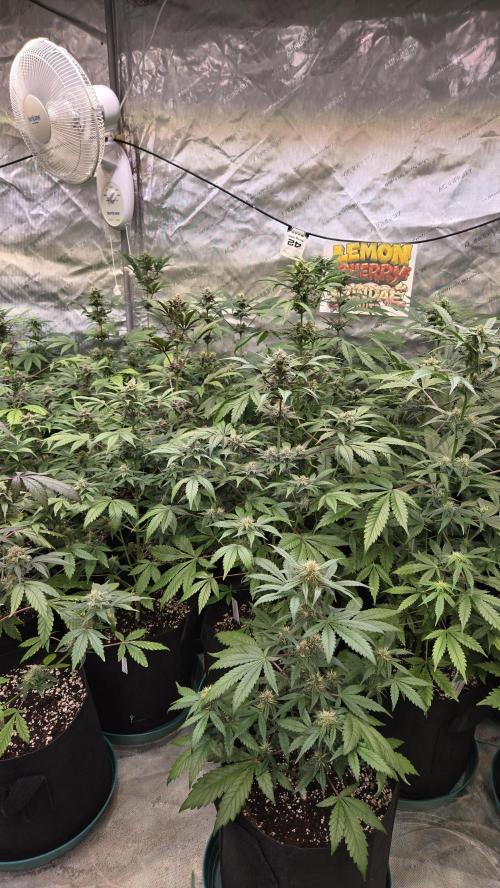 LemonCherrySundaeAuto. Week 6