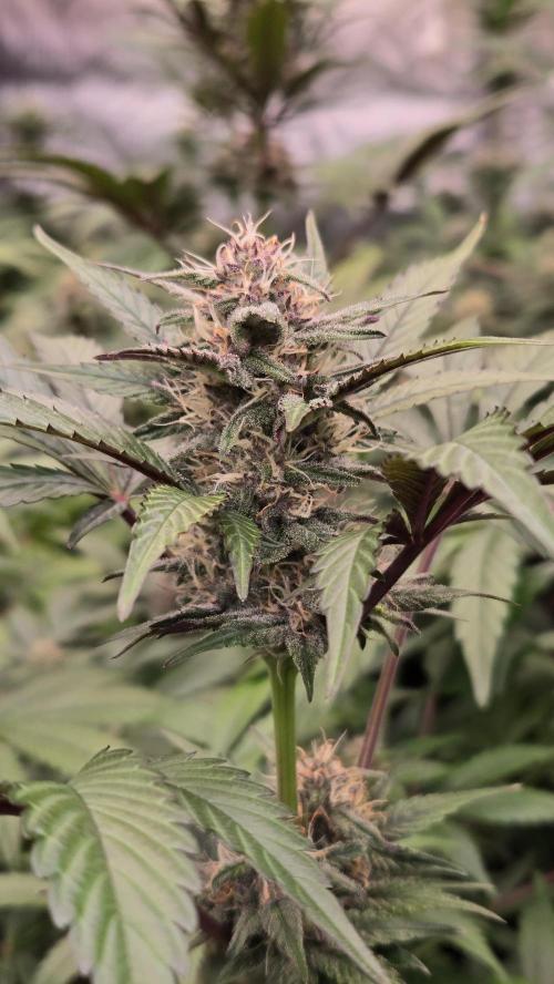 LemonCherrySundaeAuto. Week 6