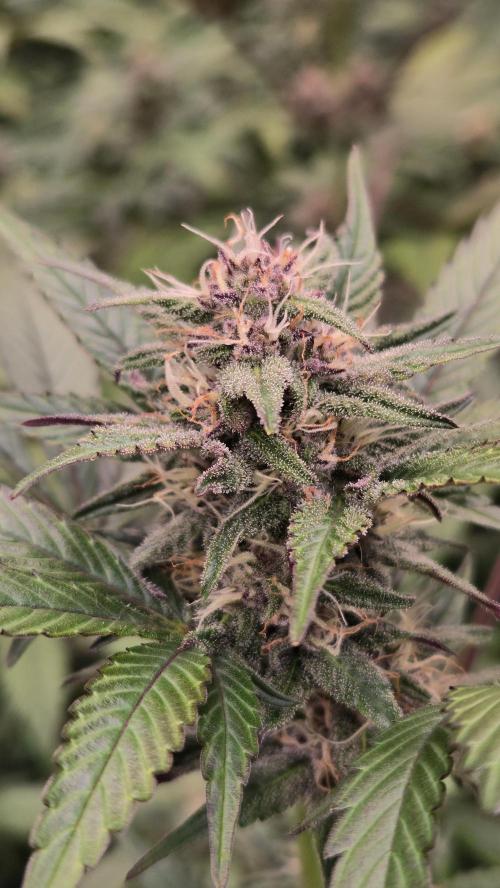 LemonCherrySundaeAuto. Week 6