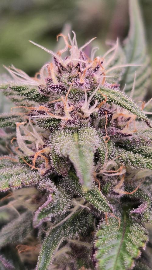 LemonCherrySundaeAuto. Week 6