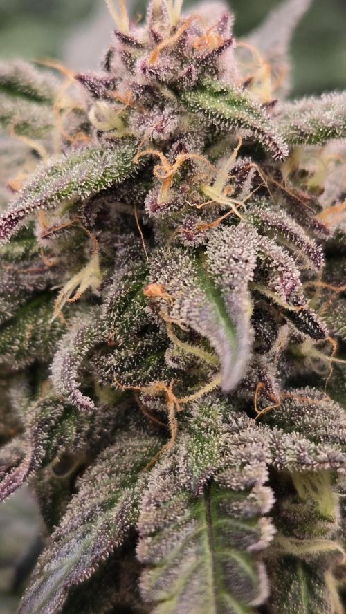 LemonCherrySundaeAuto. Week 6