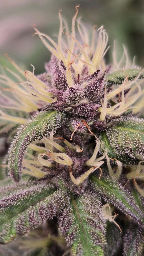 LemonCherrySundaeAuto. Week 6