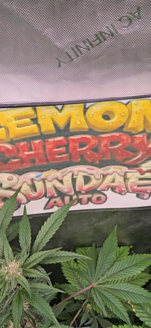 LemonCherrySundaeAuto