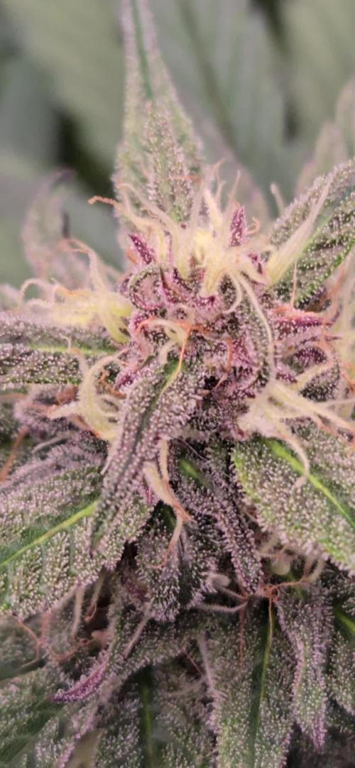 MangoCherryRuntzAuto