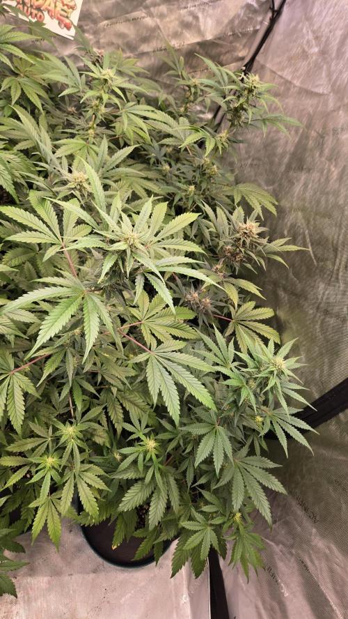 MangoCherryRuntzAuto. Week 6