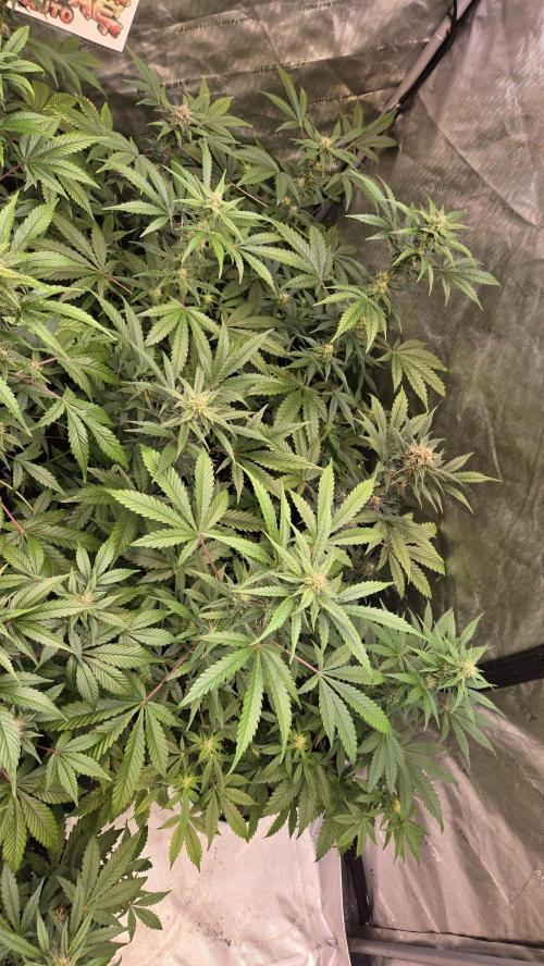 MangoCherryRuntzAuto. Week 6