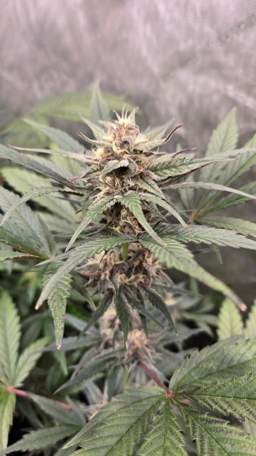MangoCherryRuntzAuto. Week 6