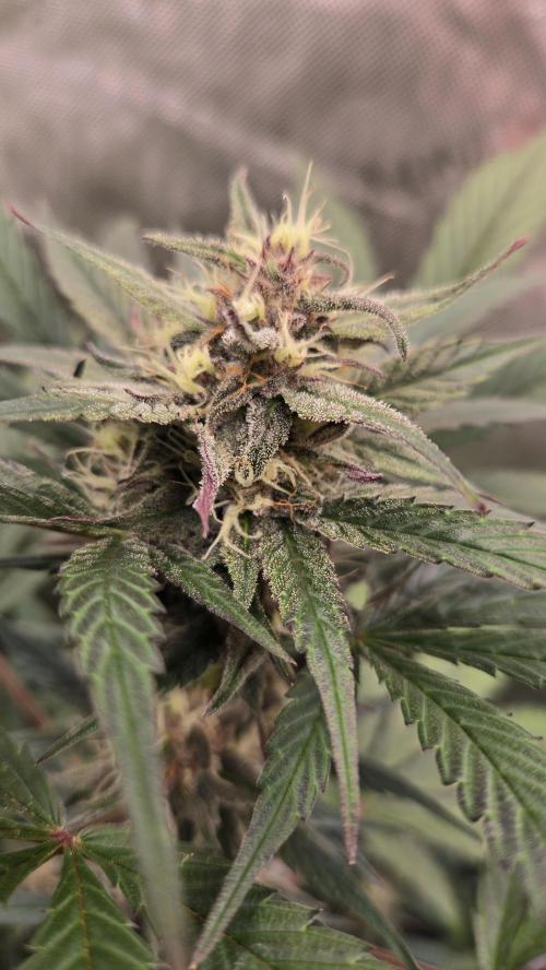 MangoCherryRuntzAuto. Week 6