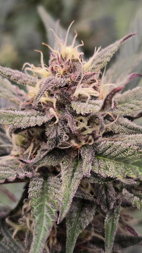 MangoCherryRuntzAuto. Week 6