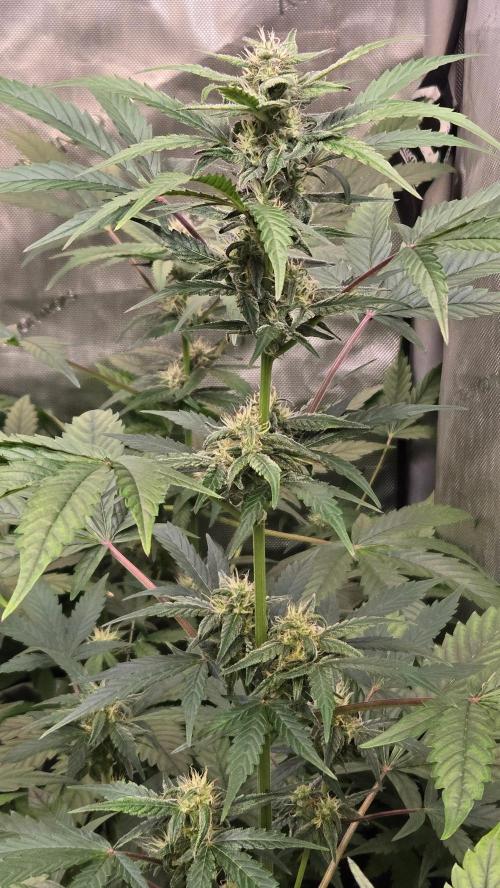 MangoCherryRuntzAuto. Week 6