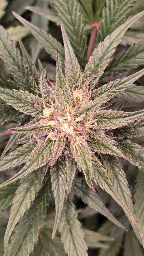 Mango Cherry Runtz Auto. Week 6