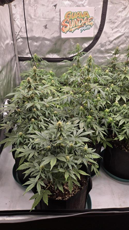 GuavaSundae Auto. Week 6