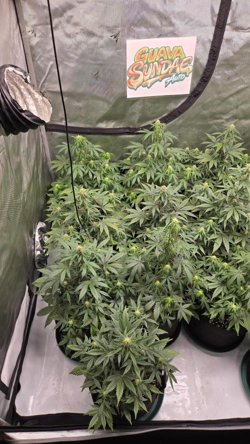 GuavaSundae Auto. Week 6