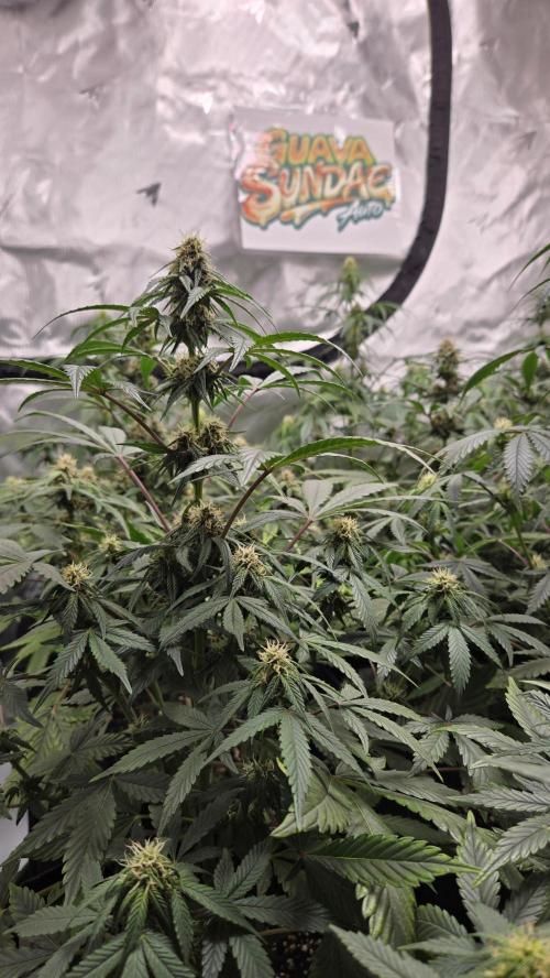 GuavaSundae Auto. Week 6