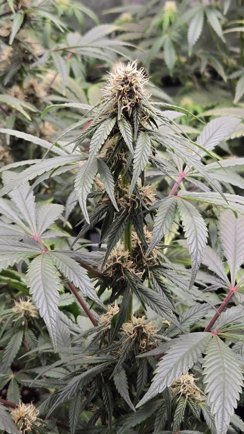 GuavaSundae Auto. Week 6