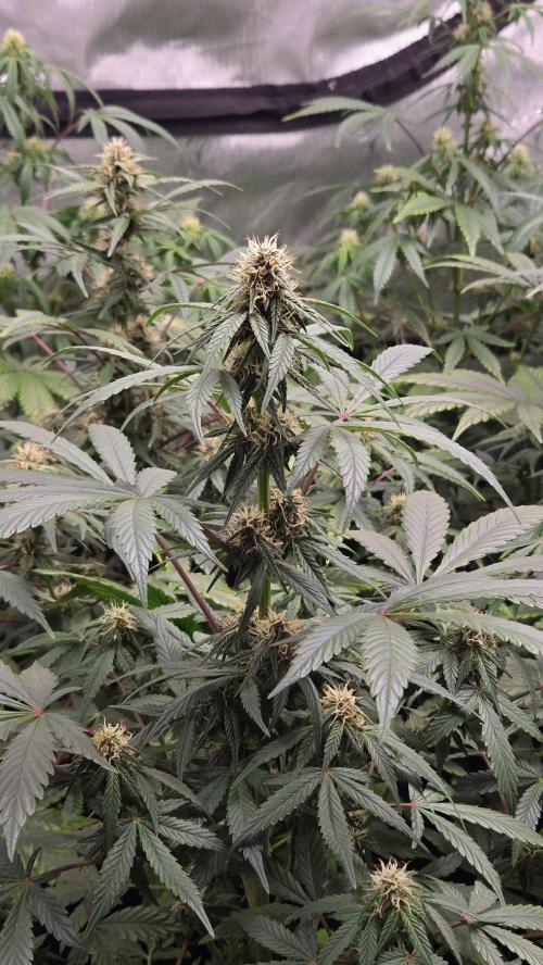GuavaSundae Auto. Week 6