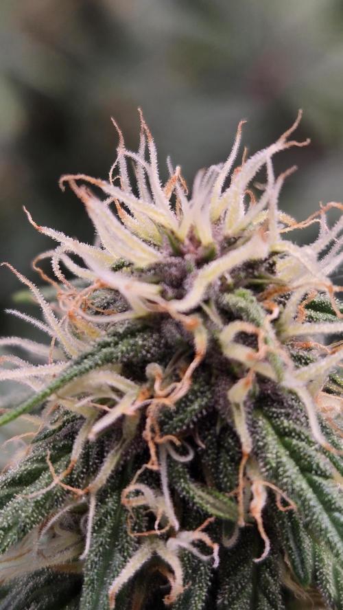 GuavaSundae Auto. Week 6