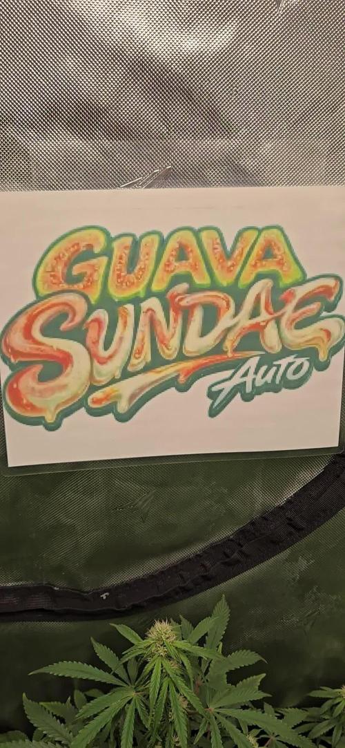 GuavaSundae Auto