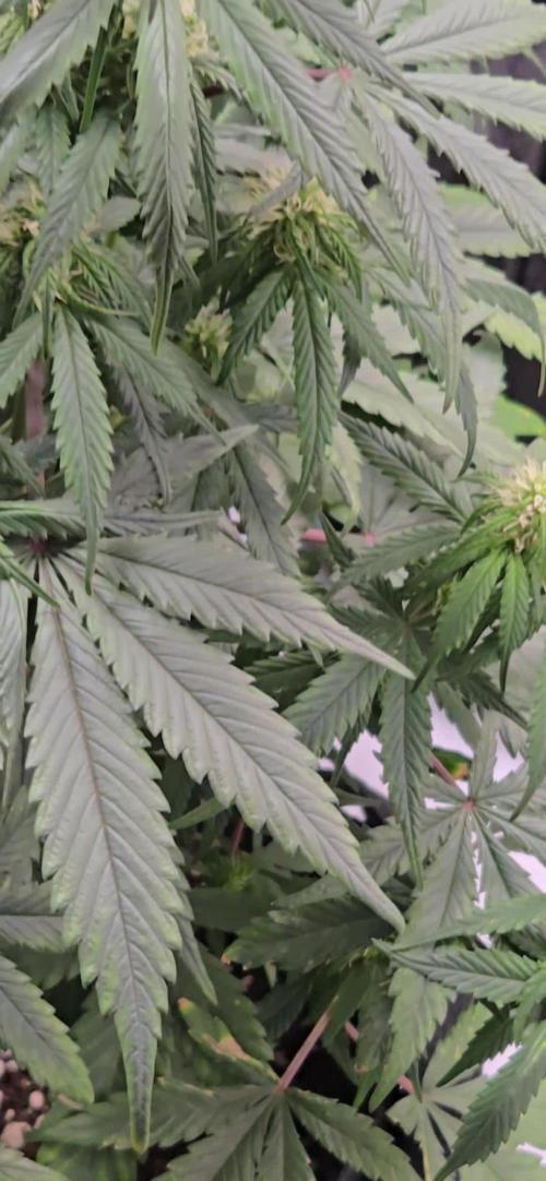 GuavaRuntzAuto