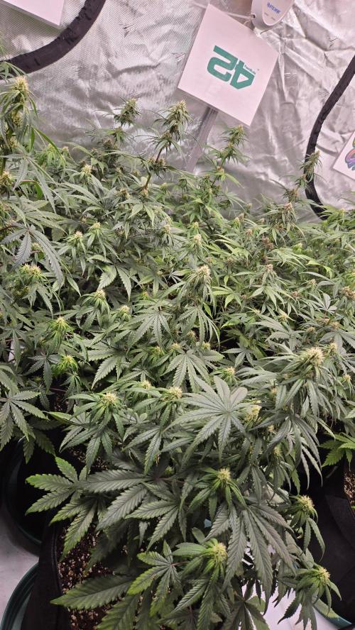 GuavaRuntzAuto. Week 6