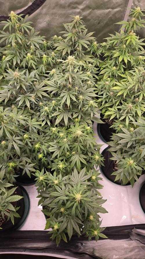 GuavaRuntzAuto. Week 6