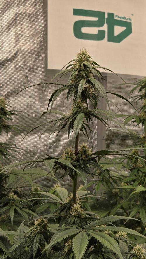 GuavaRuntzAuto. Week 6