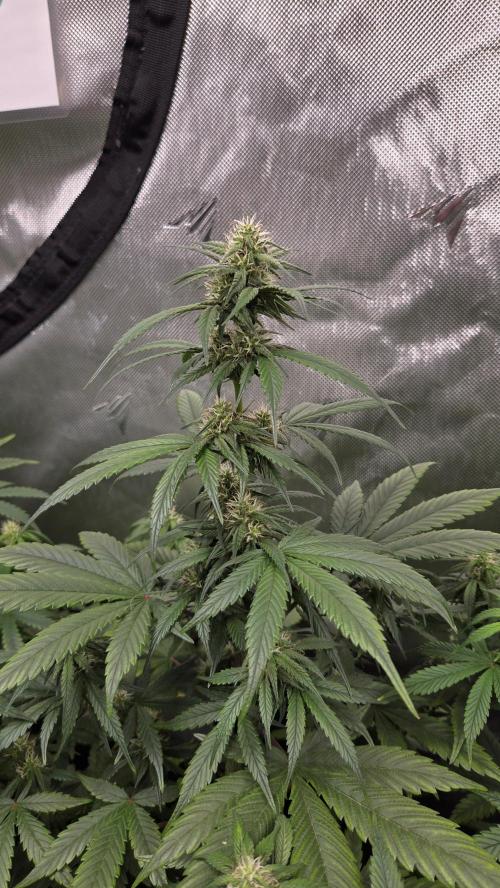 GuavaRuntzAuto. Week 6
