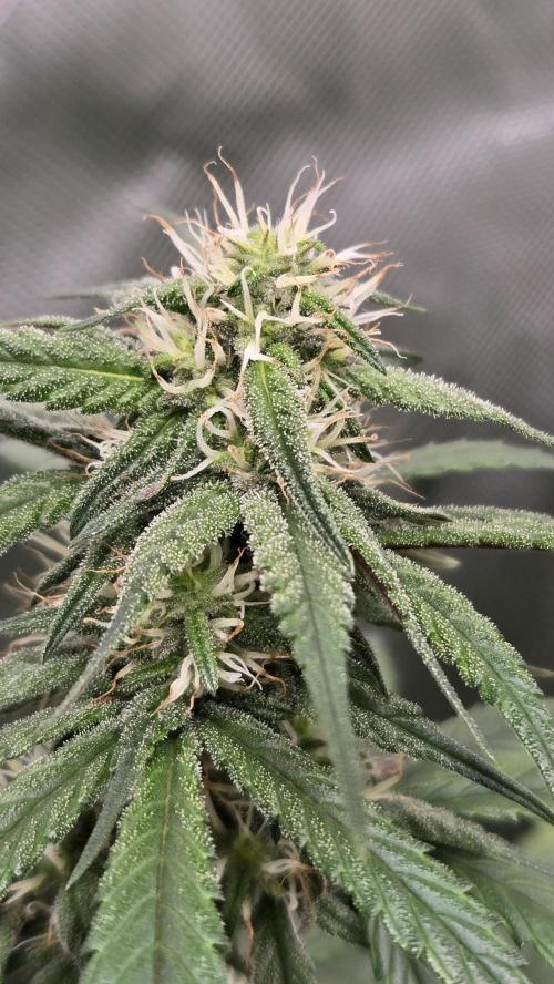 GuavaRuntzAuto. Week 6