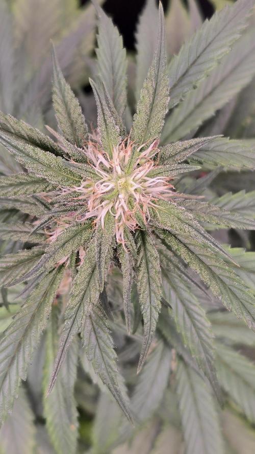 GuavaRuntzAuto. Week 6
