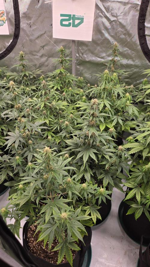 MendoGuavaAuto. Week 6