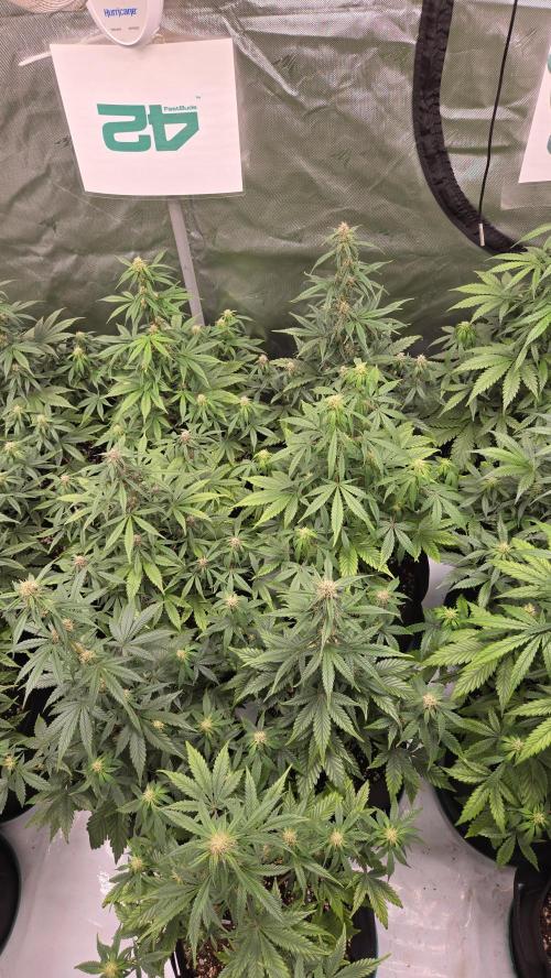 MendoGuavaAuto. Week 6
