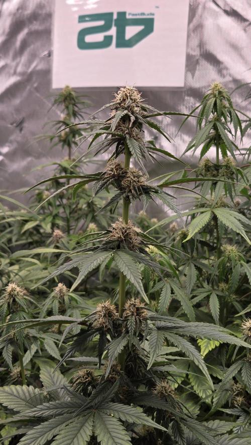MendoGuavaAuto. Week 6