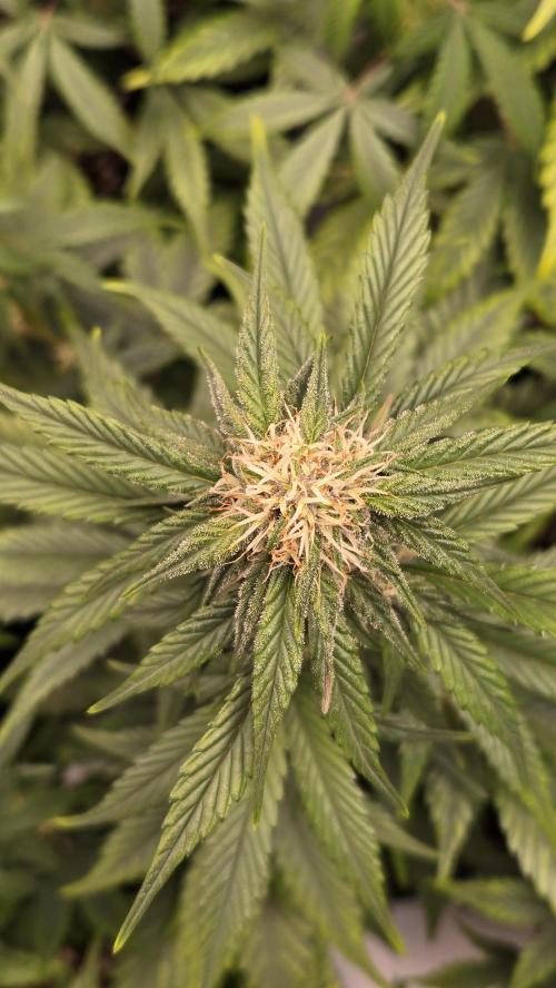 MendoGuavaAuto. Week 6