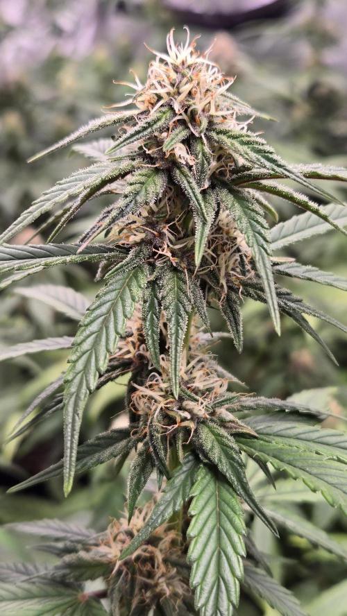 MendoGuavaAuto. Week 6