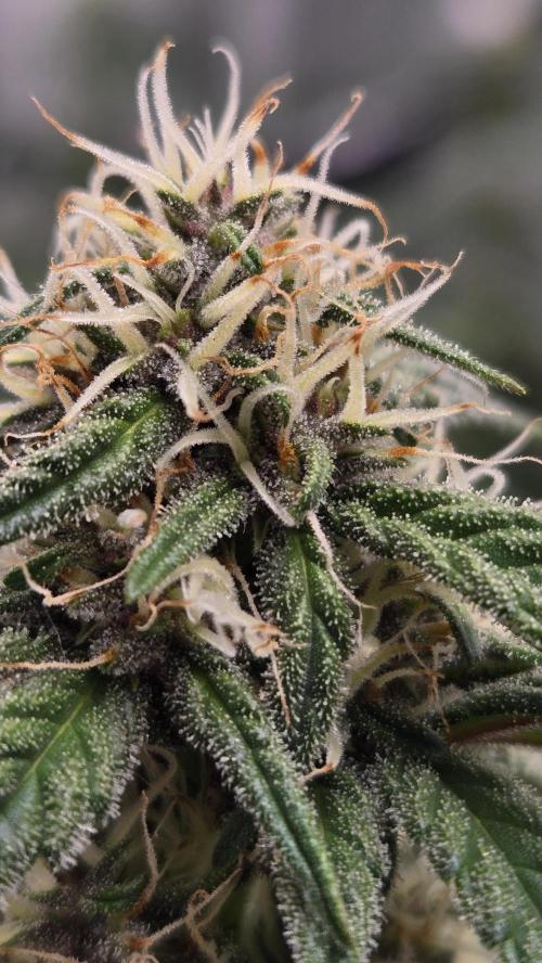 MendoGuavaAuto. Week 6
