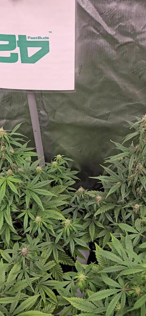 MendoGuavaAuto