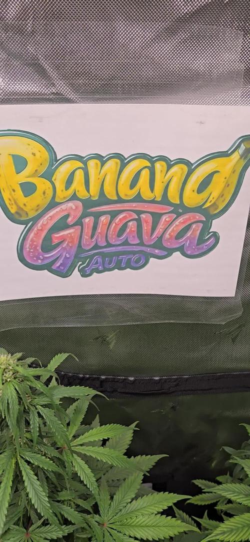 BananaGuavaAuto